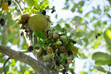 Wall Mural - Fruit of jackfruit on the tree in the garden, Thailand.