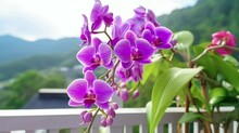 Close-up Purple Orchid Flowers Blooming Seamless Video
