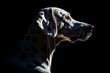A high-contrast, chiaroscuro portrait captures a dalmatian dog against a black background.