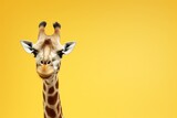 Fototapeta  - A giraffe, distinguished by its long neck, poses against a yellow background, appearing almost cartoon-like.