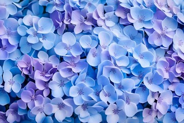 Wall Mural - blue hydrangea flowers