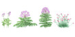 Jungle Vervain,Carnation flower plants shapes cutout 3d render