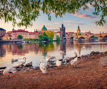 Colorful summer sunrise on  Prague with Charles bridge (Karluv Most) on background, Czech Republic, Europe. White swans on the shore of Vltava river. Traveling concept background.