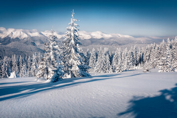 Poster - Christmas postcard. Snowy winter scene of mountain valley. Fir trees covered by fresh snow in Carpathian mountains. Amazing winter landscape of snowy forest. Happy New Year celebration concept.