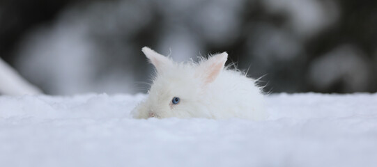 Wall Mural - cute young white rabbit in winter