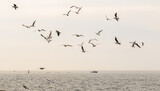 Fototapeta Dmuchawce - Seagulls fly against the background of the sea and the sky.