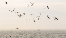 Seagulls Fly Against The Background Of The Sea And The Sky.