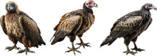 Realistic Illustration Of A Vulture Bird
