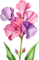 Watercolor painting of Sweet Pea Flower. 