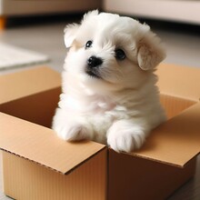 Cute Fluffy White Puppy Sitting Inside Cardboard Box Looking Up

