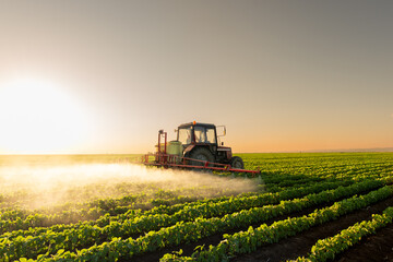 Wall Mural - Tractor spraying soybean crops field