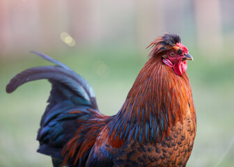 Sticker - Close up portrait of red rooster isolated on blurred background in garden