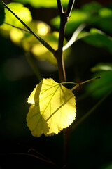 Poster - Colorful autumn leaves on nature background