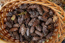 Pine Cones In A Basket In Normandy, France