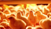 Chicken Farm, Eggs And Poultry Production. Gimbal Shot, Close Up Low Angle View, Indoors Footage