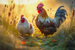 Rooster with hen in the meadow at sunrise, generative ai