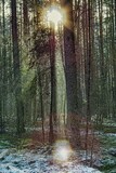 Fototapeta Tulipany - Sunny winter day in the forest.