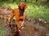 Fototapeta Tulipany - Hunting dog on a walk in the forest.