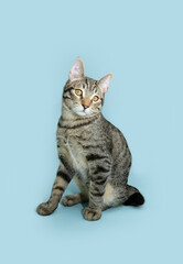 Wall Mural - Funny portrait tabby cat sitting and looking with surprised face. Isolated on blue pastel background