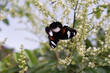 Colorful black butterfly perch in a longan tree flower