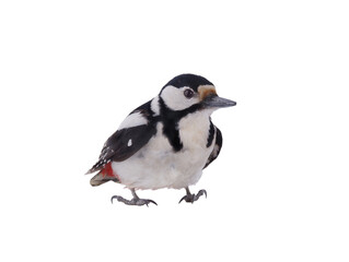 Poster - Great spotted woodpecker (Dendrocopos major) isolated on white background