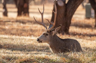 Canvas Print - Mule Deer Buck in Utah 