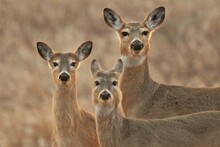 Three White Tail Deer Looking At Viewer.