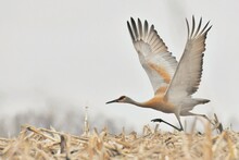 Eastern Sandhill Crane Running For Takeoff In A Field Of Corn Stalk Stubble.
