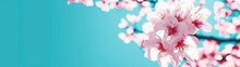 Blossoming Apricot Tree Branches With Copy Space Web Banner. Spring Time Concept.