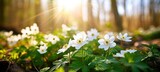 Fototapeta  - Beautiful white flowers of anemones in spring in a forest close-up in sunlight in nature. Spring forest landscape with flowering primroses.