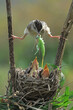 bird on a nest