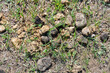 Horse dung in a field on green grass.