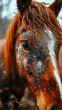 picture of portrait of horse outside