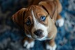 A brown and white dog with blue eyes looking at the camera Generative AI