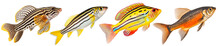 Multicolored Aquarium Fishes On A Transparent Background, Side View. Zebra Pleco, Zebra Dartfish, Wrasse, Ringtail Cardinalfish Saltwater Aquarium Fish, Isolated On A White Background