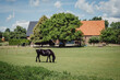 Schwarzes Pferd auf einer Wiese vor einem Bauernhof in den Niederlanden