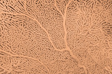 Wall Mural - Organic texture of Sea Fan coral  Gorgonia in trendy color Peach Fuzz, color of the year 2024. Abstract background