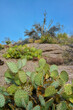 Pancake prickly pear, dollarjoint prickly pear (Opuntia chlorotica), cacti in the winter in the mountains. Arizona cacti