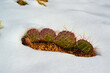 Cacti Opuntia sp. in the snow, cold winter in nature, desert plants survive frost in the snow