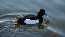 A Portrait Of A Tufted Duck Swimming In A Lake