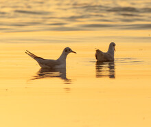 Seagulls Swim On The Sea At Sunset