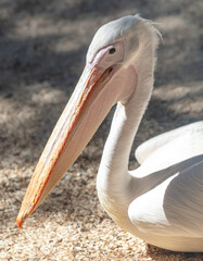 Wall Mural - Portrait of a pelican in the zoo