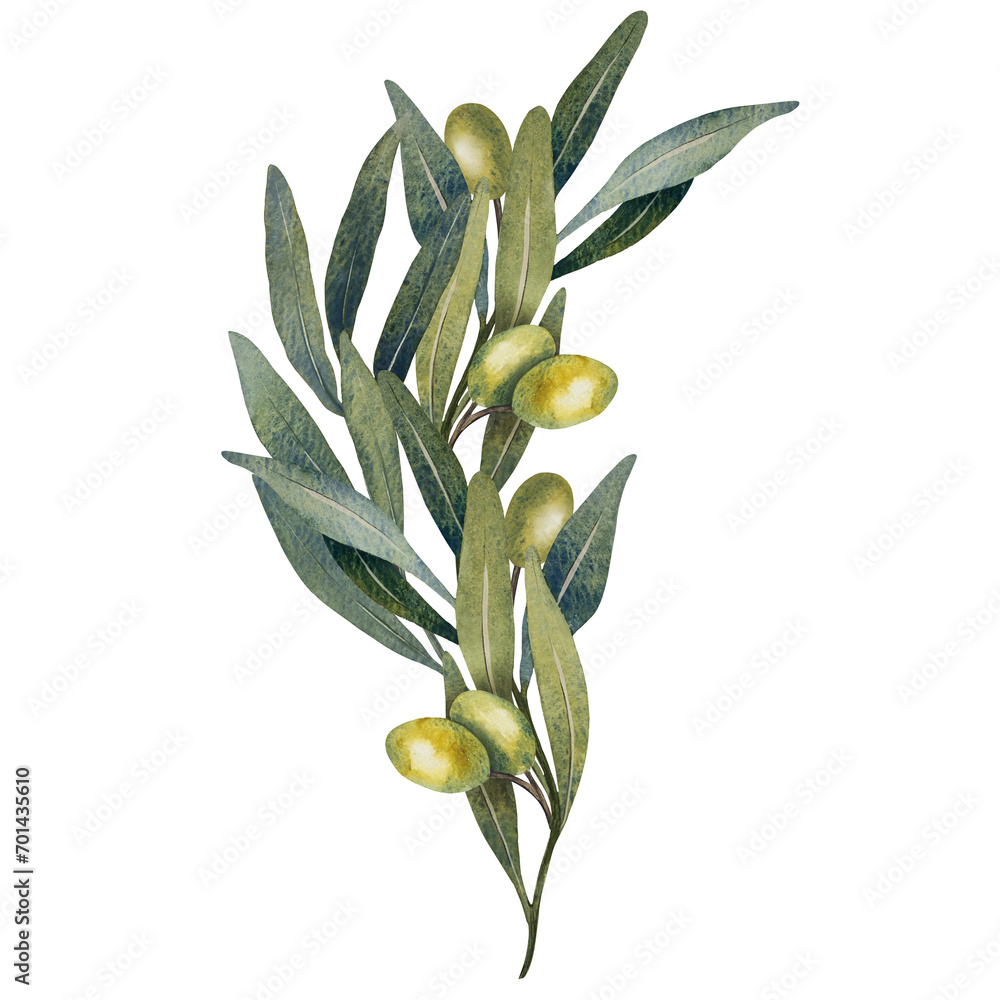 Watercolor olive tree branch with leaves and green olives fruit ...