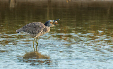 Crowned night heron eating crabs 