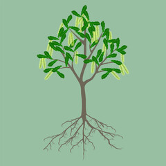 Wall Mural - Macadamia tree with flowers and roots on a green background.