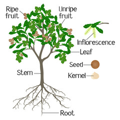 Wall Mural - Parts of macadamia tree isolated on a white background.