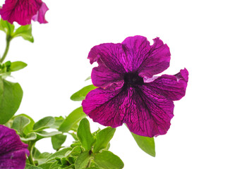 Sticker - Purple petunia flowers.