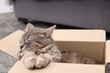 Cute fluffy cat in cardboard box indoors