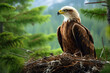photo of an eagle in its nest against a green