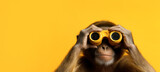 A cheerful monkey looks through binoculars on a yellow background. Banner, copyspace